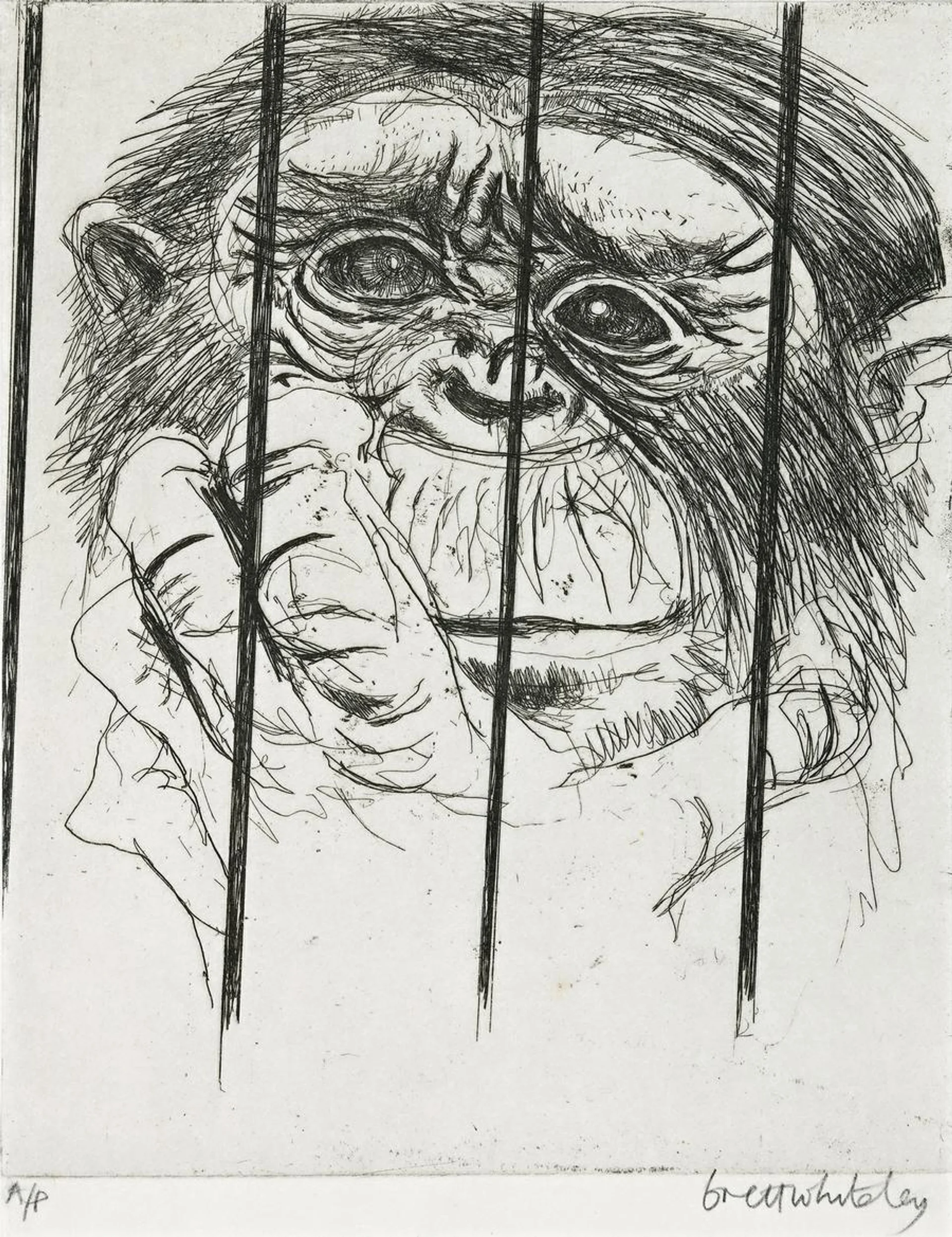 MONKEY, TARONGA PARK ZOO, SYDNEY