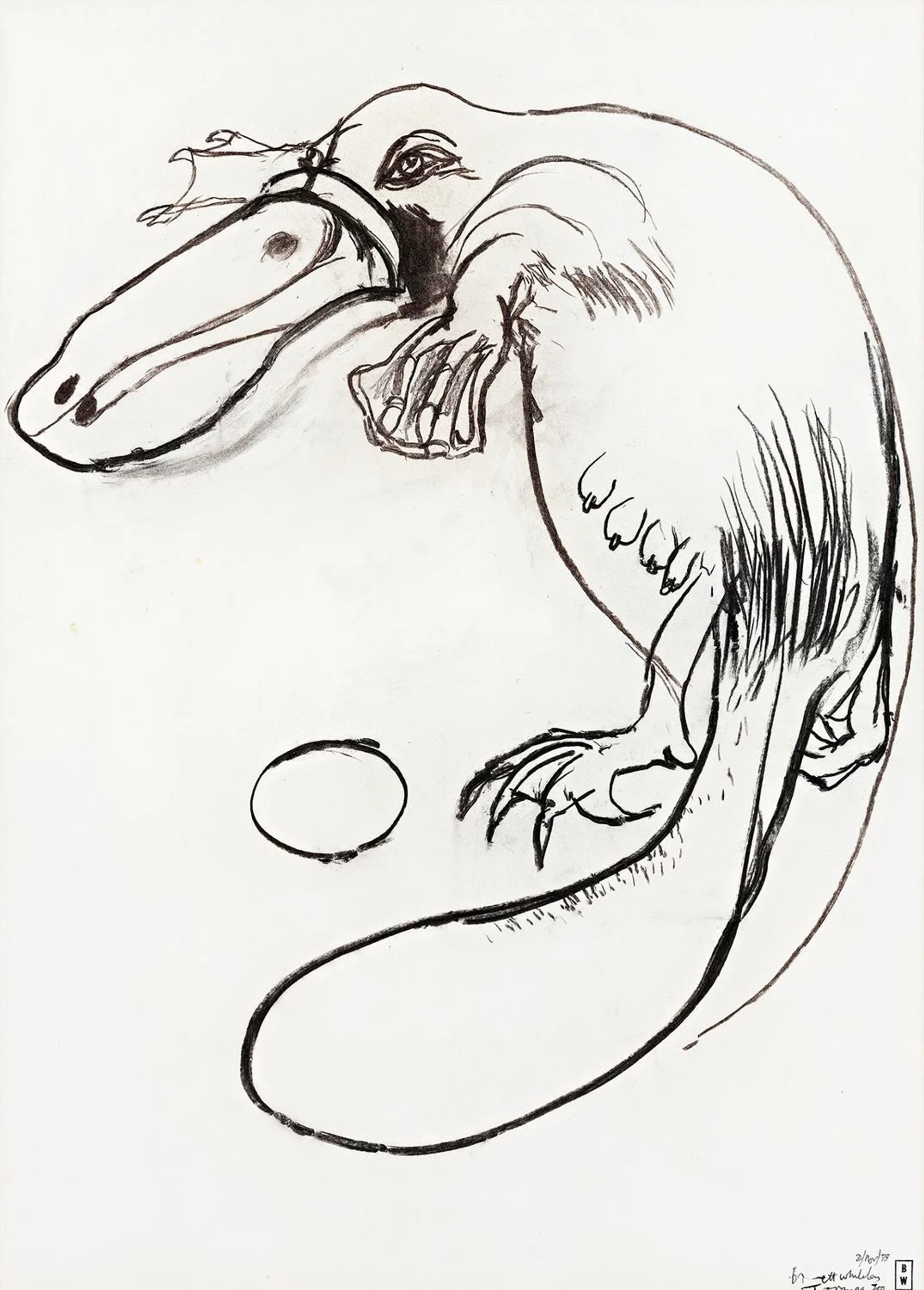 PLATYPUS, TARONGA ZOO